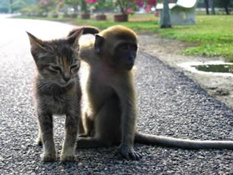 Monkey Cat